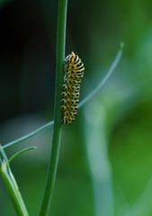 Caterpillar of a common yellow swallowtail. Larva of Old World swallowtail (Papilio machaon) on green plant. Vivid green caterpillar with black and orange markings