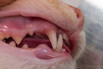Cat mouth and face closeup