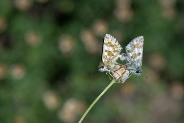  Zeytuni Zıpzıp / Pyrgus serratulae 