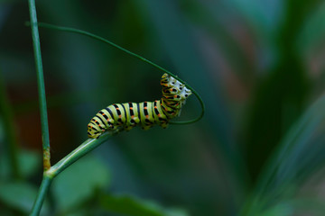 caterpillar on a leaf, Caterpillar of a common yellow swallowtail. Larva of Old World swallowtail...