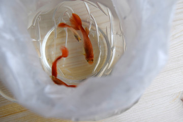 The guppy is viviparous  freshwater decorative fish. Guppies are in a plastic bag with water.