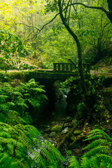 Einsame Brücke im Regenwald mit Bachlauf