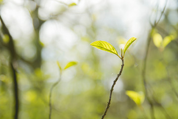 Green tree foliage sprouting in spring
