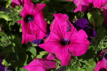 fiori e piante