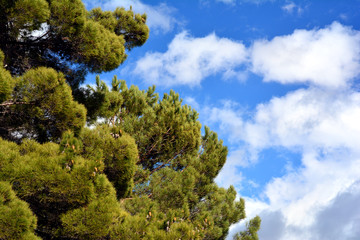 Alberi di pino in inverno, cielo blu con nuvole