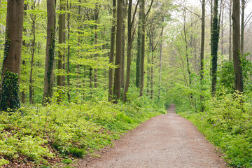 Fototapeta premium Road in a green deciduous forest in spring