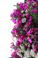 fiori e piante