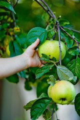 hand picking an apple from a tree