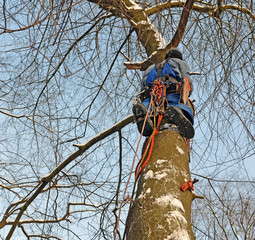 Fototapeta premium Legs and equipment of climber arborist