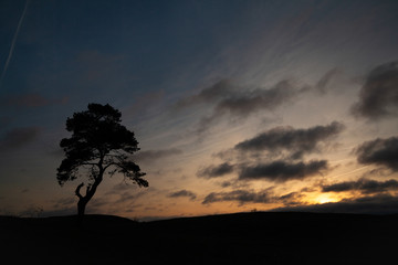 Fototapeta na wymiar Single Tree in Silhouette at Sunset