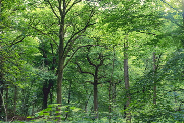 Fototapeta na wymiar Green deciduous forest
