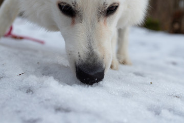 Portret pyska białego psa wąchającego śnieg