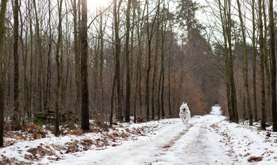 Biały duży pies owczarek biegnący po leśnej ścieżce zimą