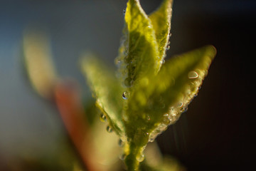 Drops of rain water on green leaf glow in sun. Inspirational natural floral spring or summer garden or park under soft sunlight and blurred bokeh background. Ecology fresh nature landscape wallpaper