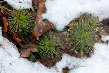 Młode choinki z widocznymi kroplami wody wśród śniegu i liści w lesie poziom