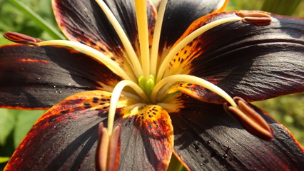 tiger lily