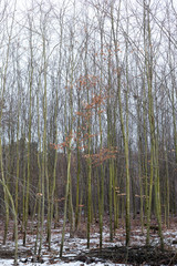Bezlistne drzewa w lesie zimą