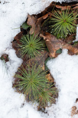 Młode iglaki z kroplami wody wśród śniegu i brązowych liści pion - obrazy, fototapety, plakaty