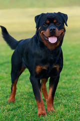 Dog breed Rottweiler