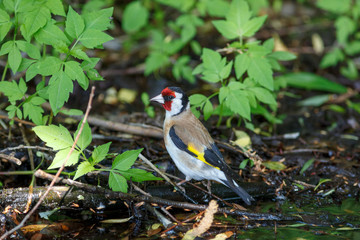 Goldfinch (Carduelis carduelis).