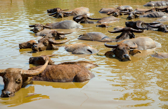 Buffaloes lie in warm water of the lake in a Tiger monastery in Kanchanaburi province, Thailand © Tanya Keisha