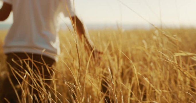 Young boy walking and running his hand through golden grass at sunset