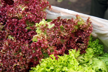 Fresh lettuce leaves, close up