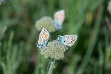 Lycaenidae / Çokgözlü Mavi / / Polyommatus icarus