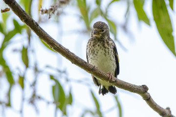 Goldfinch (Carduelis carduelis).