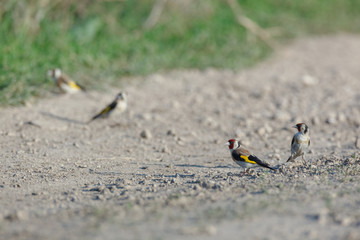 Goldfinch (Carduelis carduelis).