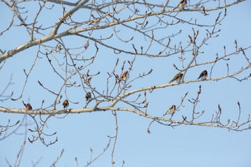 Obraz premium Goldfinch (Carduelis carduelis).