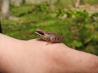 Obraz premium Frog