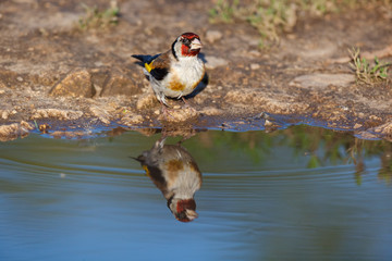 Goldfinch (Carduelis carduelis).