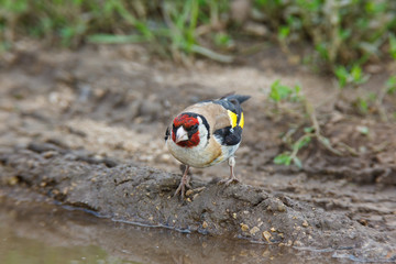 Goldfinch (Carduelis carduelis).