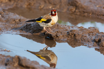 Goldfinch (Carduelis carduelis).