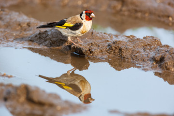 Goldfinch (Carduelis carduelis).