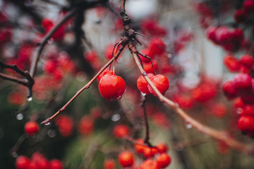 red berries in snow