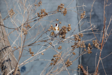 Goldfinch (Carduelis carduelis). Bird