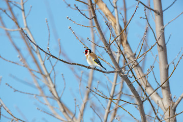Goldfinch (Carduelis carduelis).
