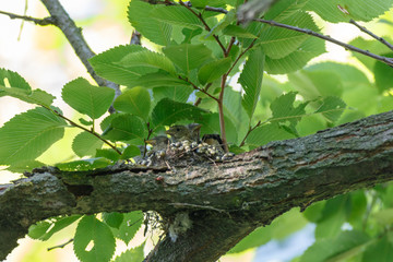 Goldfinch (Carduelis carduelis).