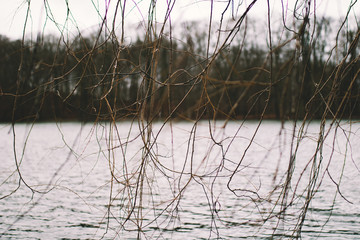 reeds in the lake