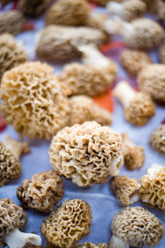 Morel Mushrooms on Dishtowell
