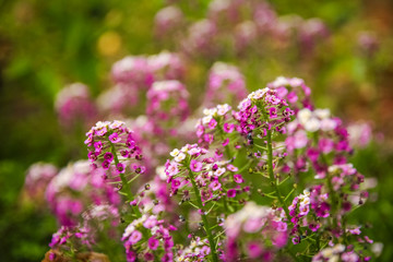 beautiful flowers on nature in park background