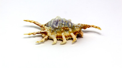 seashell from the beach on white background, isolated