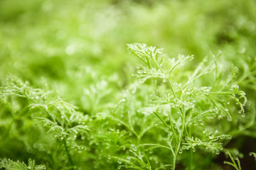 fennel grows on the bed
