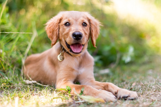 A Golden Retriever puppy lying in rough grass with its mouth open and tongue out looking at the camera wearing a leather collar.