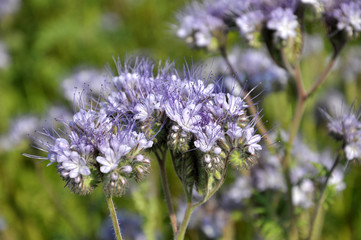The field is blooming phacelia