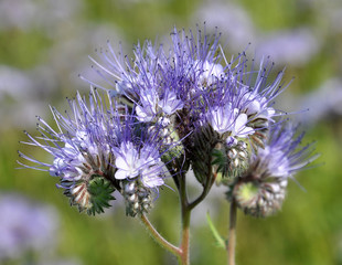 The field is blooming phacelia