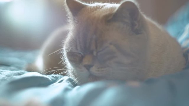 Adorable British shorthair cat enjoying sunshine in bedroom, pet sleeping