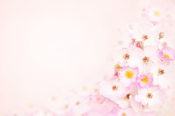 Spring blossom or summer blossoming rose (rosehip), toned, bokeh flower background, pastel and soft floral card	